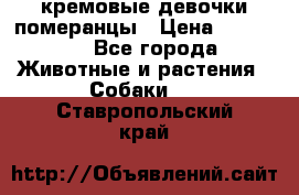 кремовые девочки померанцы › Цена ­ 30 000 - Все города Животные и растения » Собаки   . Ставропольский край